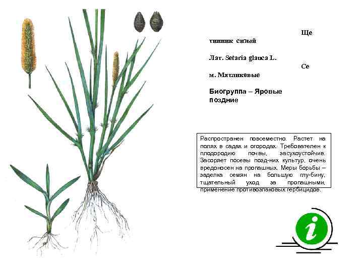Ще тинник сизый Лат. Setaria glauca L. Се м. Мятликовые Биогруппа – Яровые поздние