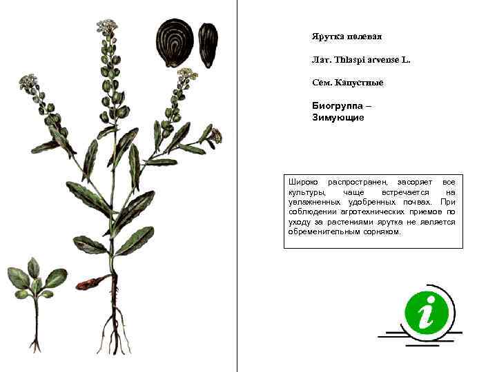 Ярутка полевая Лат. Thlaspi arvense L. Сем. Капустные Биогруппа – Зимующие Широко распространен, засоряет