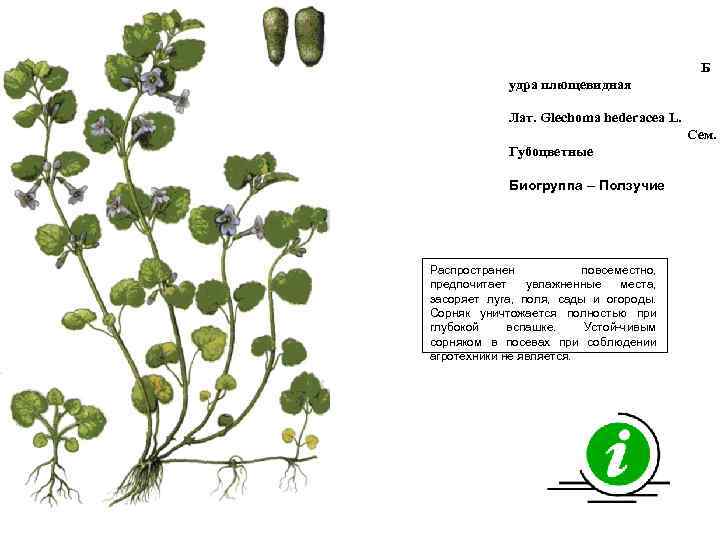 Б удра плющевидная Лат. Glechoma hederacea L. Сем. Губоцветные Биогруппа – Ползучие Распространен повсеместно,