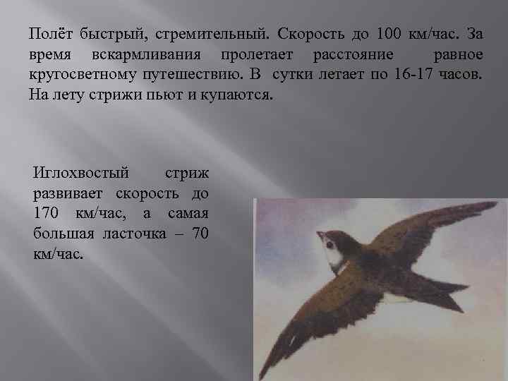 Полёт быстрый, стремительный. Скорость до 100 км/час. За время вскармливания пролетает расстояние равное кругосветному