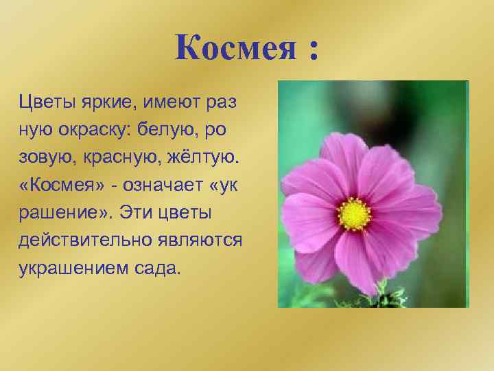 Космея : Цветы яркие, имеют раз ную окраску: белую, ро зовую, красную, жёлтую. «Космея»