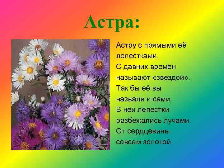 Астра: Астру с прямыми её лепестками, С давних времён называют «звездой» . Так бы