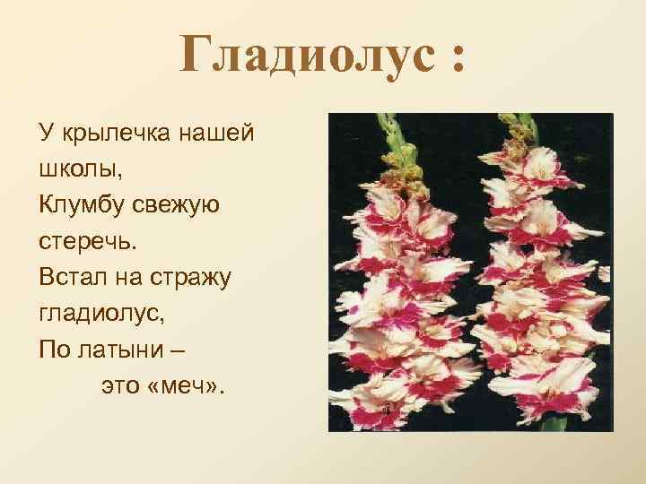 Гладиолус : У крылечка нашей школы, Клумбу свежую стеречь. Встал на стражу гладиолус, По