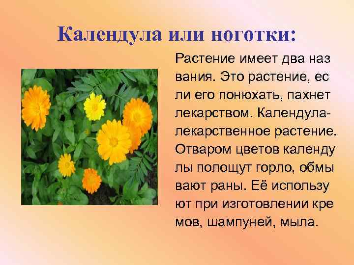 Календула или ноготки: Растение имеет два наз вания. Это растение, ес ли его понюхать,