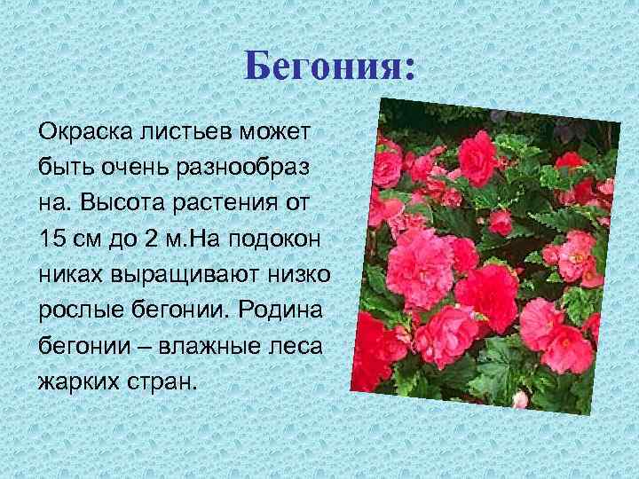 Бегония: Окраска листьев может быть очень разнообраз на. Высота растения от 15 см до