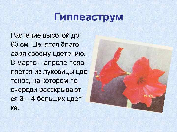 Гиппеаструм Растение высотой до 60 см. Ценятся благо даря своему цветению. В марте –