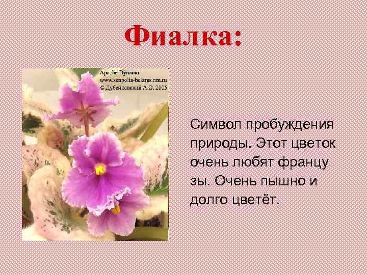 Фиалка: Символ пробуждения природы. Этот цветок очень любят францу зы. Очень пышно и долго