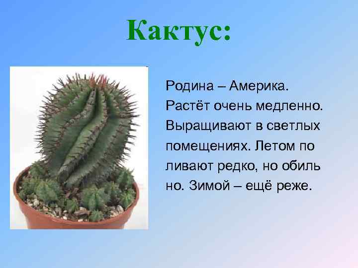 Кактус: Родина – Америка. Растёт очень медленно. Выращивают в светлых помещениях. Летом по ливают