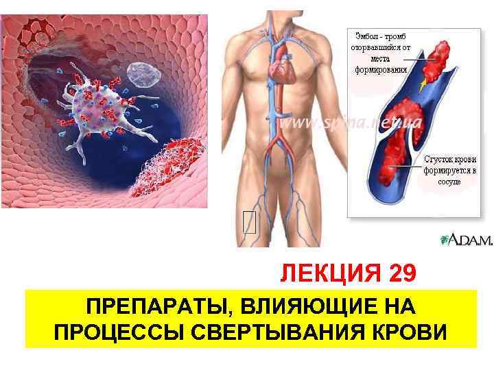 ЛЕКЦИЯ 29 ПРЕПАРАТЫ, ВЛИЯЮЩИЕ НА ПРОЦЕССЫ СВЕРТЫВАНИЯ КРОВИ 