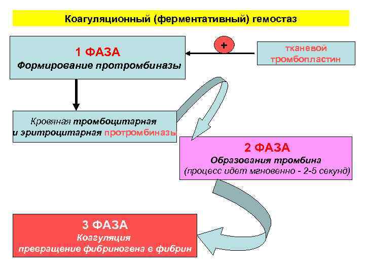 Схема коагуляции гемостаза