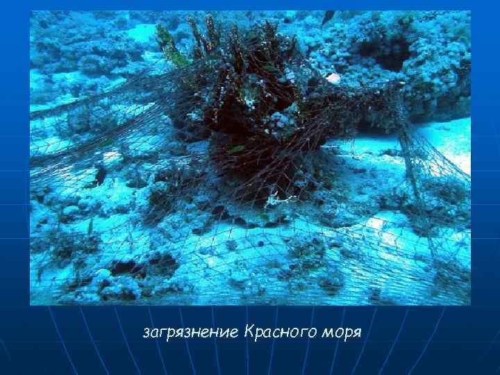 загрязнение Красного моря 