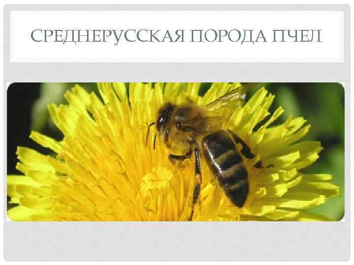 СРЕДНЕРУССКАЯ ПОРОДА ПЧЕЛ 