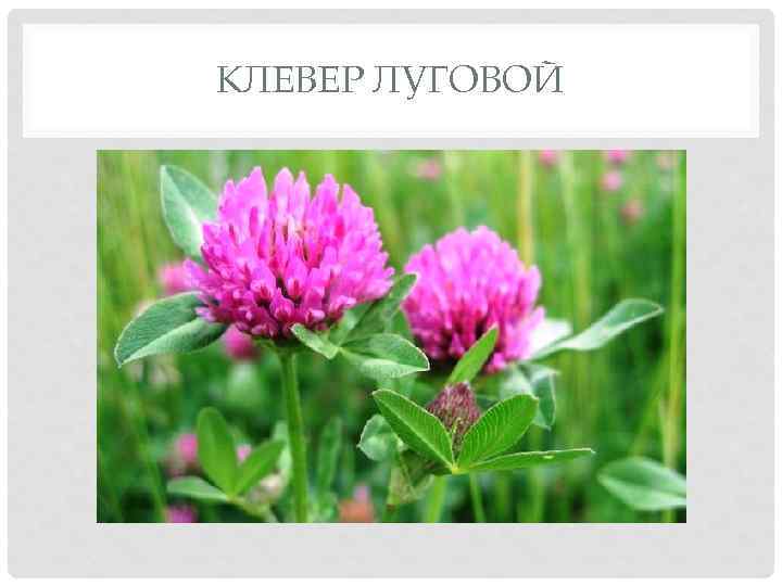 КЛЕВЕР ЛУГОВОЙ 