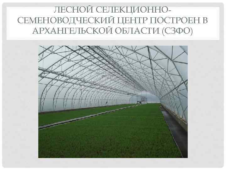 ЛЕСНОЙ СЕЛЕКЦИОННОСЕМЕНОВОДЧЕСКИЙ ЦЕНТР ПОСТРОЕН В АРХАНГЕЛЬСКОЙ ОБЛАСТИ (СЗФО) 