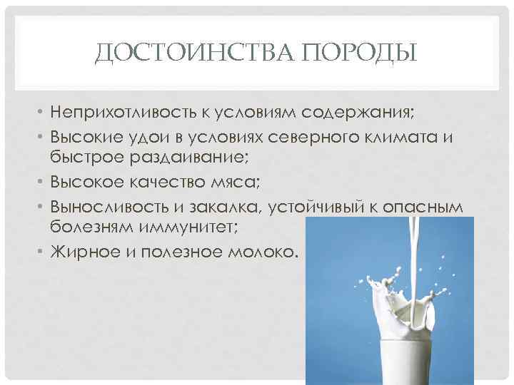 ДОСТОИНСТВА ПОРОДЫ • Неприхотливость к условиям содержания; • Высокие удои в условиях северного климата