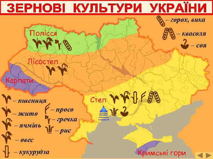 – горох, вика Полісся – квасоля – соя Лісостеп Карпати Степ – пшениця –