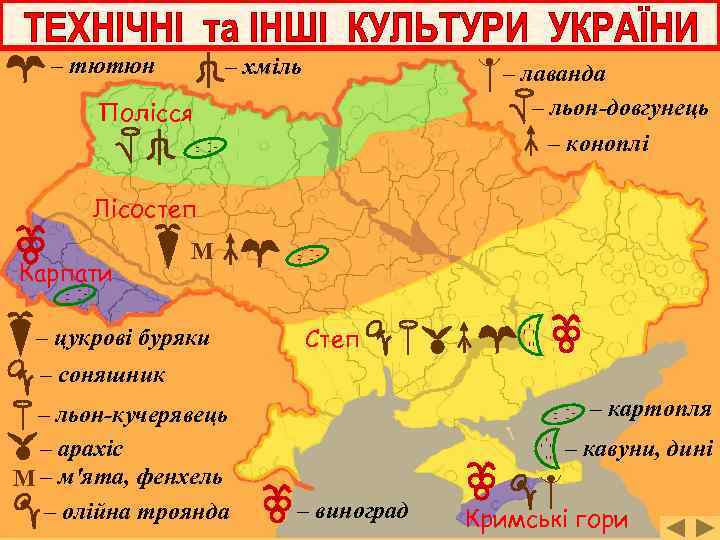 – тютюн – хміль – лаванда – льон-довгунець Полісся – коноплі Лісостеп Карпати М