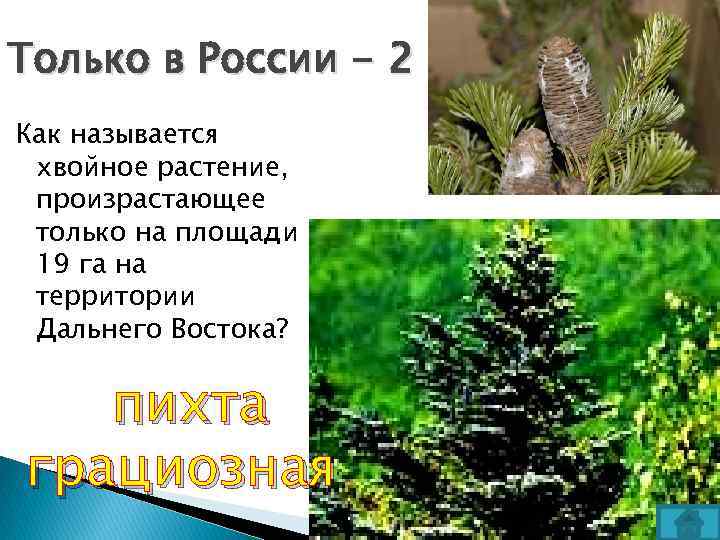 Только в России - 2 Как называется хвойное растение, произрастающее только на площади 19