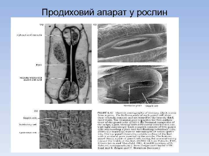Продиховий апарат у рослин 