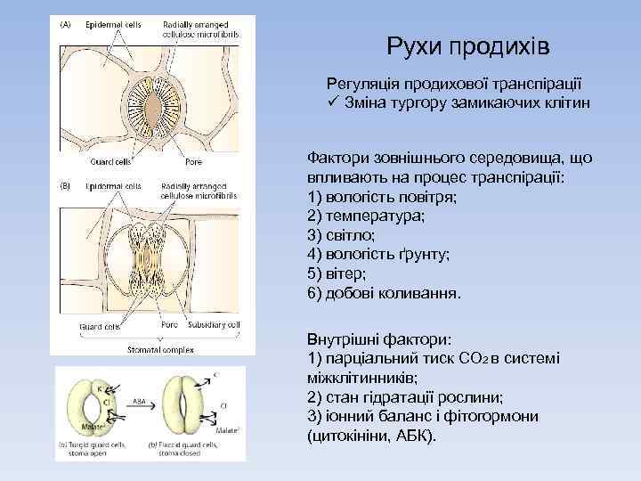 Рухи продихів Регуляція продихової транспірації ü Зміна тургору замикаючих клітин Фактори зовнішнього середовища, що