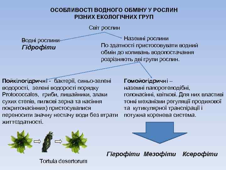 ОСОБЛИВОСТІ ВОДНОГО ОБМІНУ У РОСЛИН РІЗНИХ ЕКОЛОГІЧНИХ ГРУП Світ рослин Водні рослини Гідрофіти Наземні