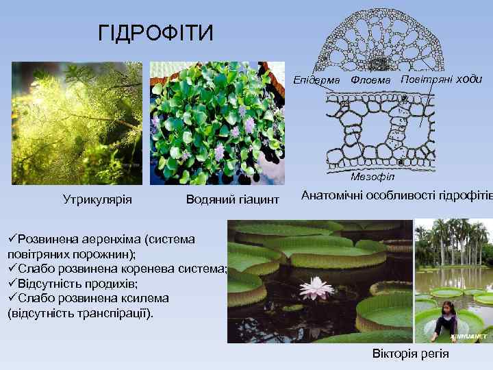 ГІДРОФІТИ Епідерма Флоема Повітряні ходи Мезофіл Утрикулярія Водяний гіацинт Анатомічні особливості гідрофітів üРозвинена аеренхіма
