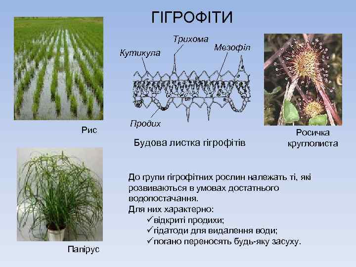 ГІГРОФІТИ Трихома Кутикула Рис Мезофіл Продих Будова листка гігрофітів Папірус Росичка круглолиста До групи