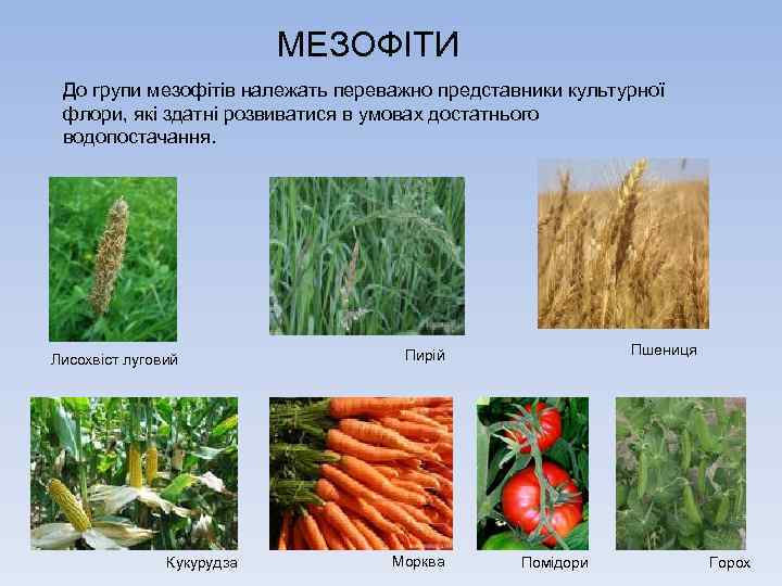 МЕЗОФІТИ До групи мезофітів належать переважно представники культурної флори, які здатні розвиватися в умовах
