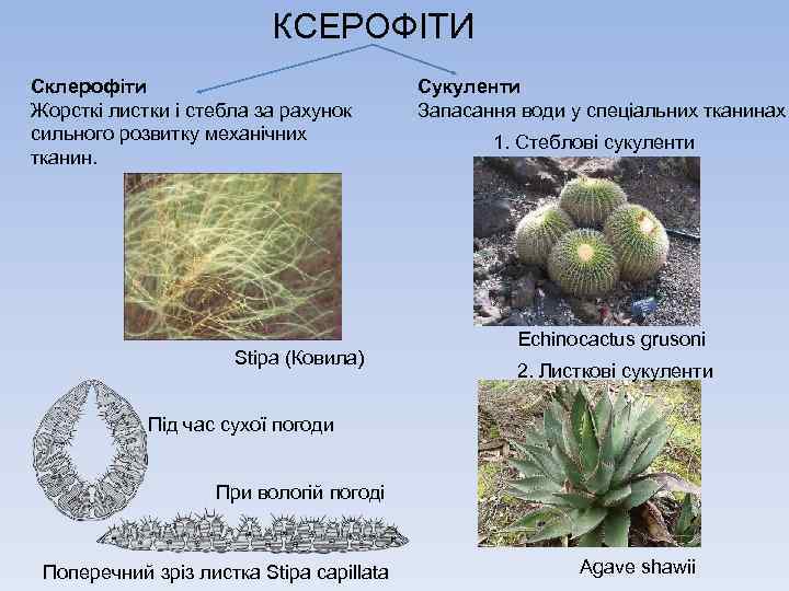 КСЕРОФІТИ Склерофіти Жорсткі листки і стебла за рахунок сильного розвитку механічних тканин. Stipa (Ковила)