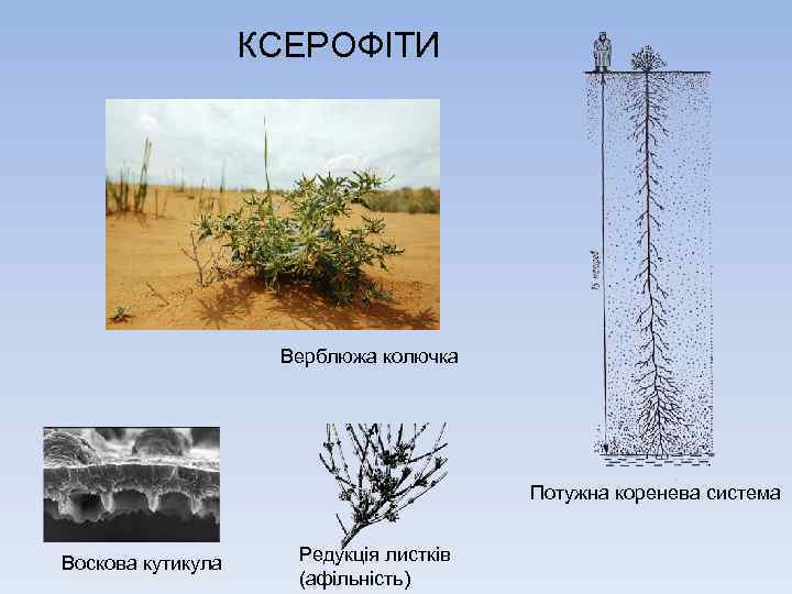 КСЕРОФІТИ Верблюжа колючка Потужна коренева система Воскова кутикула Редукція листків (афільність) 