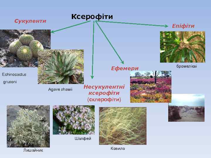 Сукуленти Ксерофіти Епіфіти Ефемери Echinocactus grusoni Agave shawii Несукулентні ксерофіти (склерофіти) Шалфей Лишайник Ковила