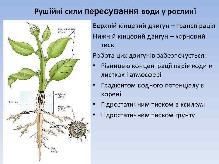 Рушійні сили пересування води у рослині Верхній кінцевий двигун – транспірація Нижній кінцевий двигун