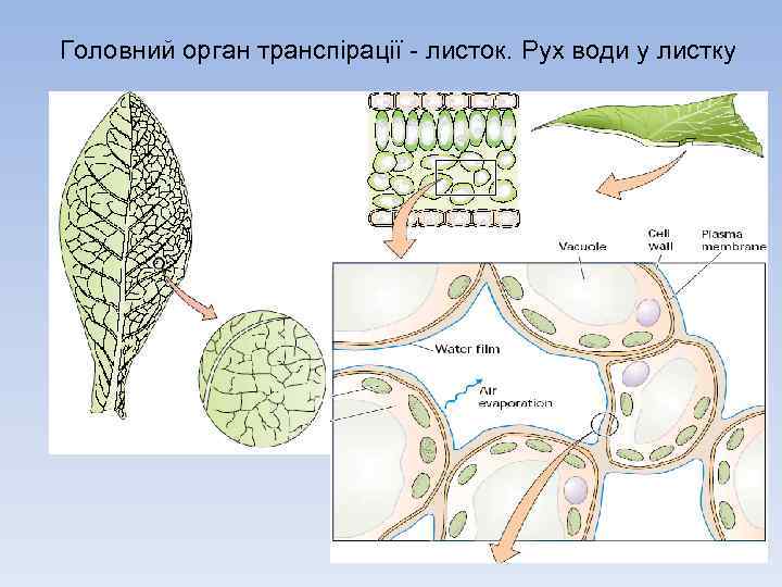 Головний орган транспірації листок. Рух води у листку 