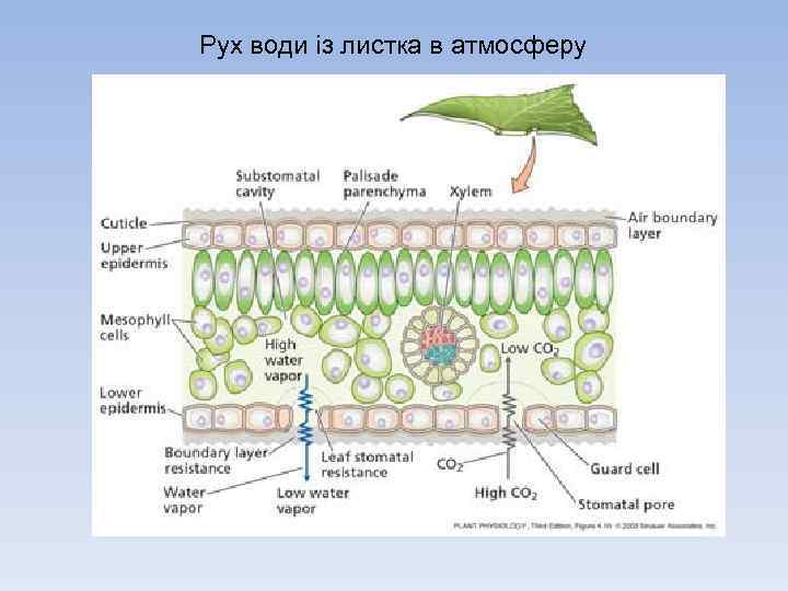 Рух води із листка в атмосферу 