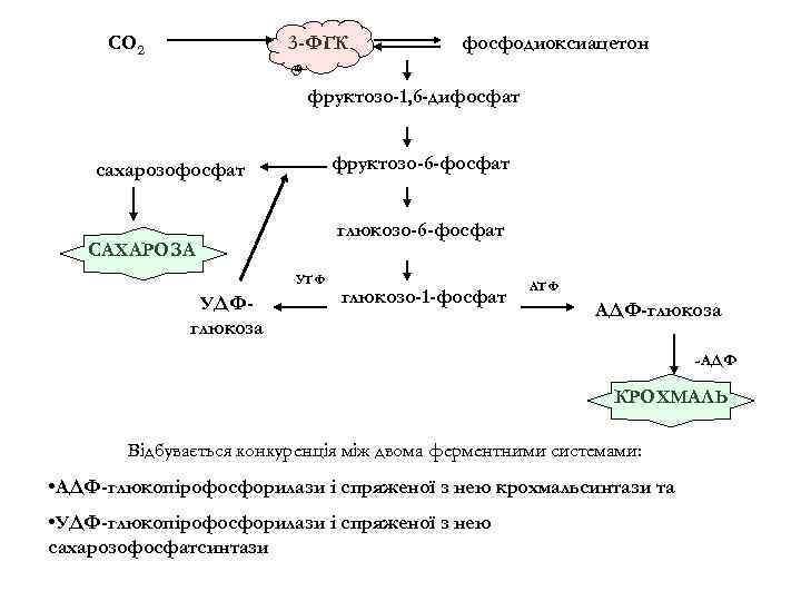 СО 2 3 -ФГК фосфодиоксиацетон фруктозо-1, 6 -дифосфат фруктозо-6 -фосфат сахарозофосфат глюкозо-6 -фосфат САХАРОЗА