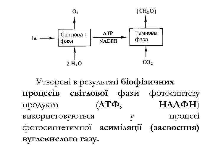 Світлова фаза Темнова фаза Утворені в результаті біофізичних процесів світлової фази фотосинтезу продукти (АТФ,