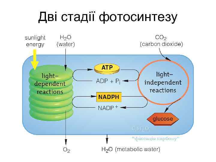 Дві стадії фотосинтезу C 6 H 12 O 6 “фіксація карбону” 