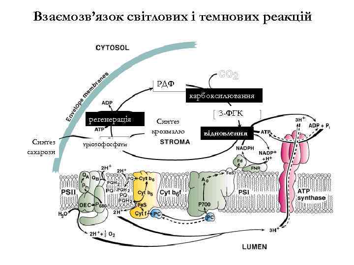 Взаємозв’язок світлових і темнових реакцій РДФ карбоксилювання регенерація Синтез сахарози тріозофосфати Синтез крохмалю 3