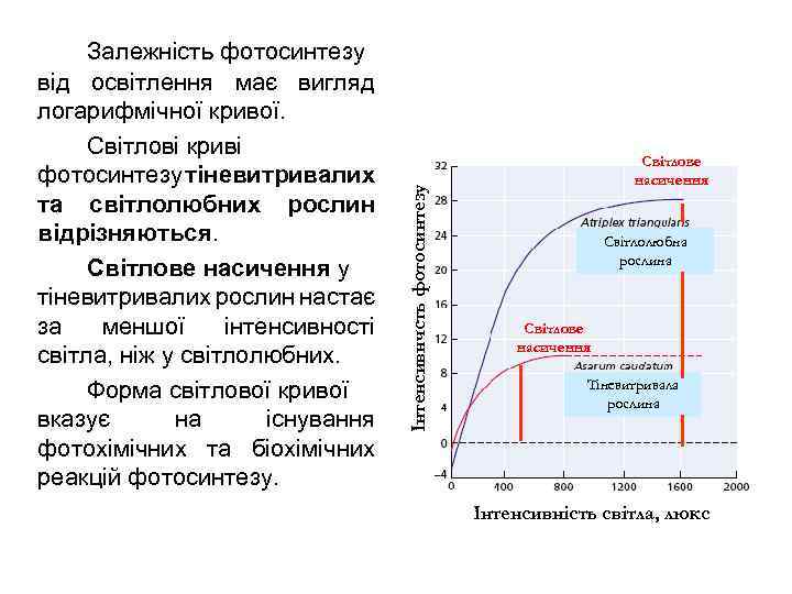 Інтенсивнчсть фотосинтезу Залежність фотосинтезу від освітлення має вигляд логарифмічної кривої. Світлові криві фотосинтезу тіневитривалих