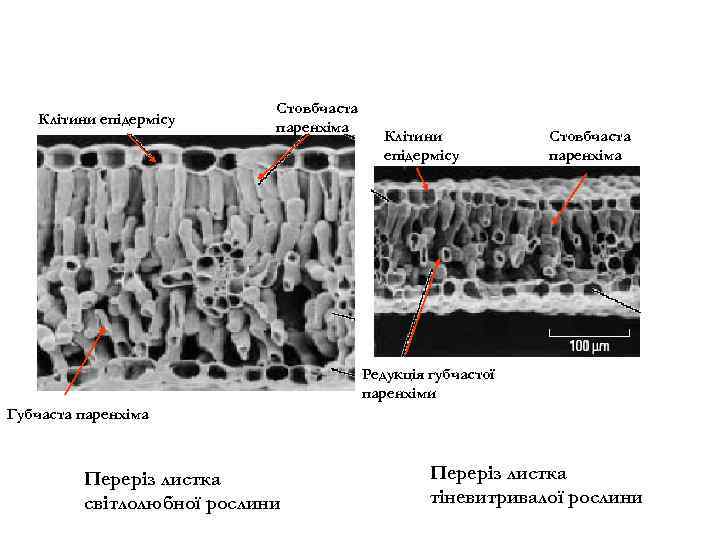 Клітини епідермісу Стовбчаста паренхіма Редукція губчастої паренхіми Губчаста паренхіма Переріз листка світлолюбної рослини Переріз