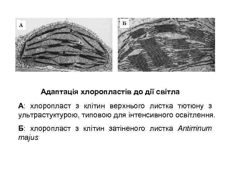 А Б Адаптація хлоропластів до дії світла А: хлоропласт з клітин верхнього листка тютюну