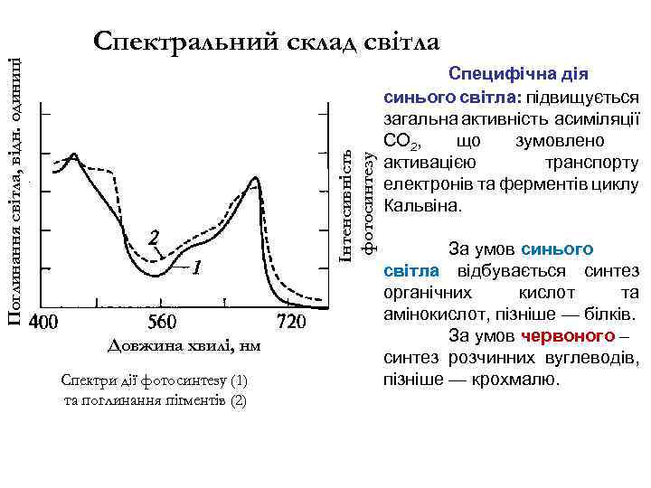 Інтенсивність фотосинтезу Поглинання світла, відн. одиниці Спектральний склад світла Довжина хвилі, нм Спектри дії