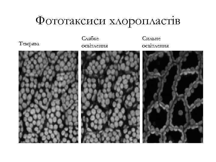 Фототаксиси хлоропластів Темрява Слабке освітлення Сильне освітлення 