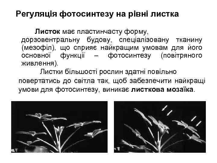 Регуляція фотосинтезу на рівні листка Листок має пластинчасту форму, дорзовентральну будову, спеціалізовану тканину (мезофіл),