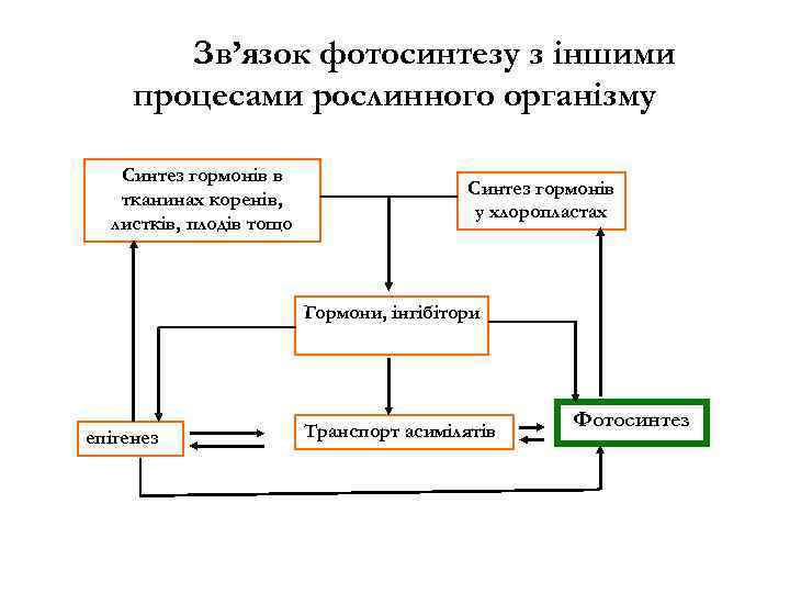 Зв’язок фотосинтезу з іншими процесами рослинного організму Синтез гормонів в тканинах коренів, листків, плодів