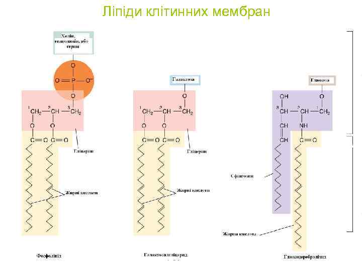 Ліпіди клітинних мембран 