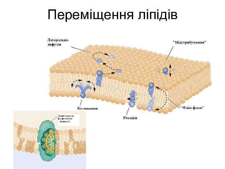 Переміщення ліпідів 