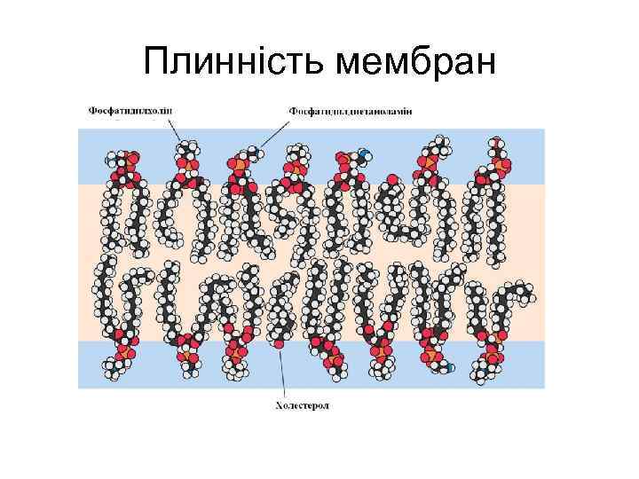 Плинність мембран 