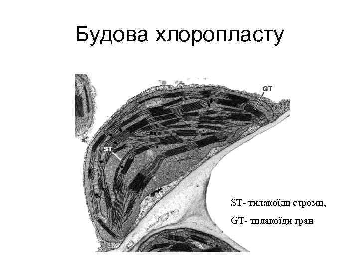 Будова хлоропласту ST- тилакоїди строми, GT- тилакоїди гран 