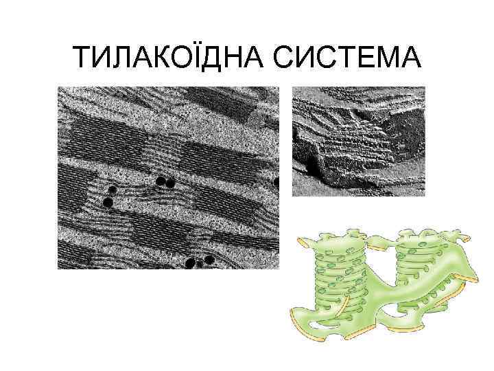 ТИЛАКОЇДНА СИСТЕМА 